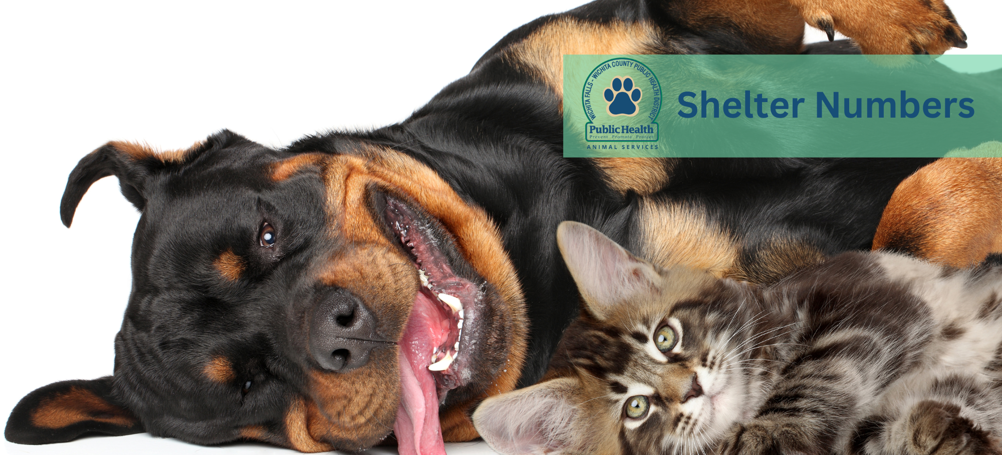 Animal Services Photo Banners _Shelter Numbers (2)